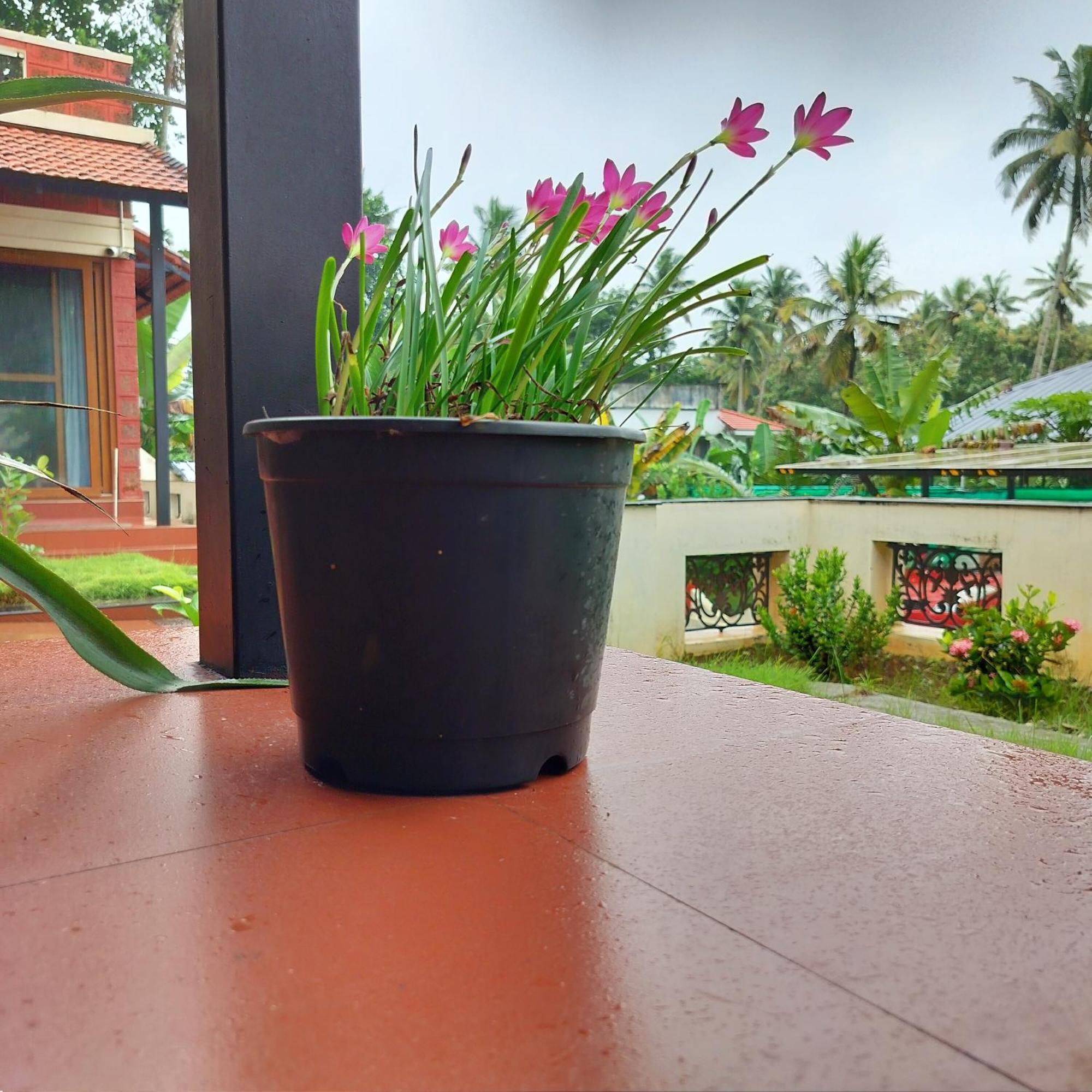 The Ixora - A Boutique Homestay Varkala Exterior photo